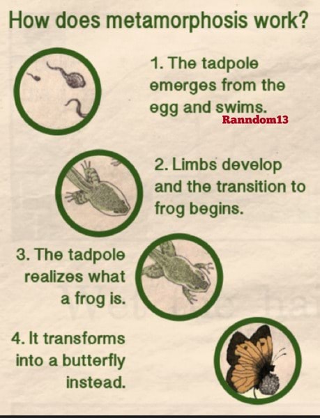 How Does Metamorphosis Work 1 The Tadpole Emerges From The Egg And 