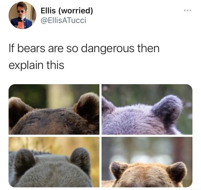 If bears are so dangerous then explain this - iFunny