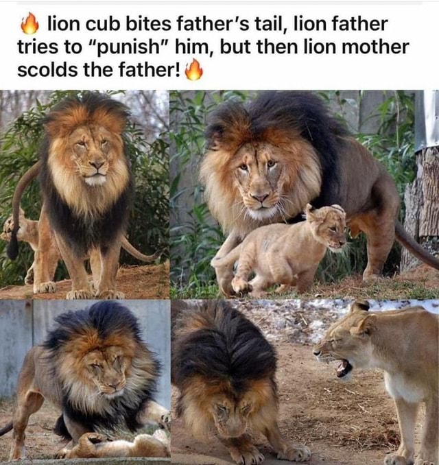 Lion cub bites father's tail, lion father tries to 