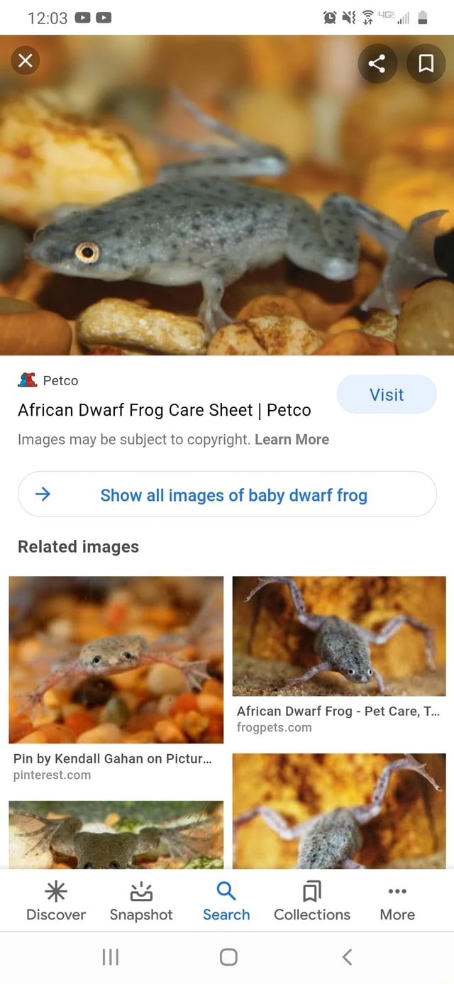 & Petco African Dwarf Frog Care Sheet I Petco Images may be subject to ...