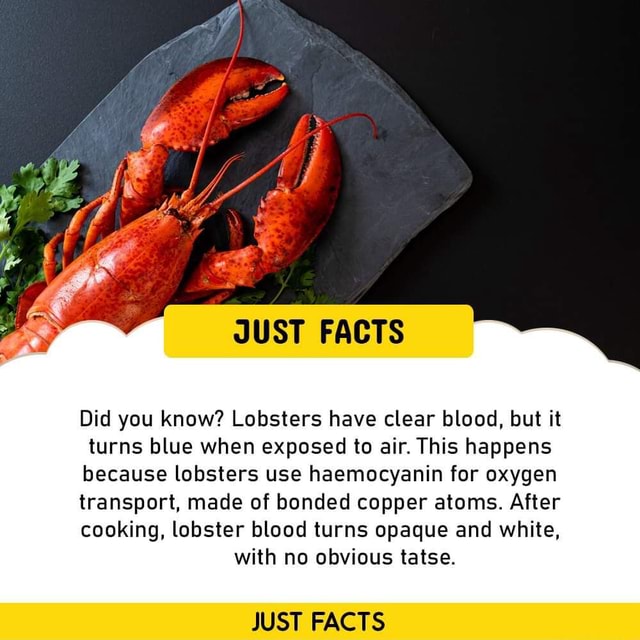 Ff e: JUST FACTS Did you know? Lobsters have clear blood, but it turns ...