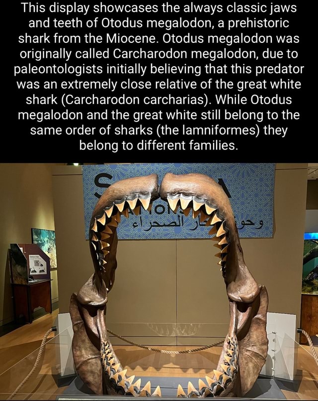 This Display Showcases The Always Classic Jaws And Teeth Of Otodus This Display Showcases The Always Classic Jaws And Teeth Of Otodus