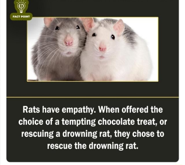 Rats have empathy. When offered the choice of a tempting chocolate