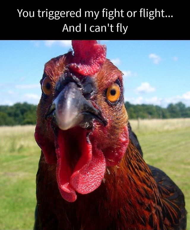 You triggered my fight or flight... And can't fly - iFunny