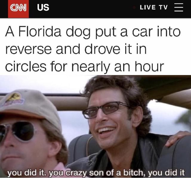 a-florida-dog-put-a-car-into-reverse-and-drove-it-in-circles-for-nearly