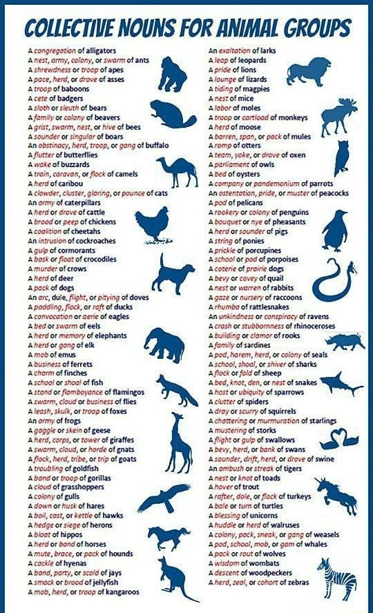 COLLECTIVE NOUNS FOR ANIMAL GROUPS Acongrepavion of aligators nest