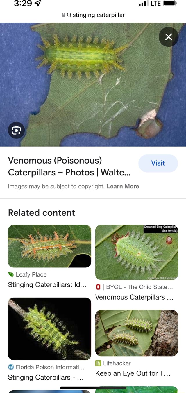 LTE @ stinging caterpillar Venomous (Poisonous) Caterpillars Photos I ...