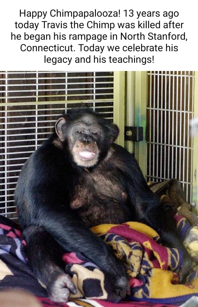 Happy Chimpapalooza! 13 years ago today Travis the Chimp was killed