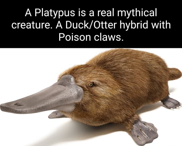 A Platypus is a real mythical creature. A hybrid with Poison claws ...