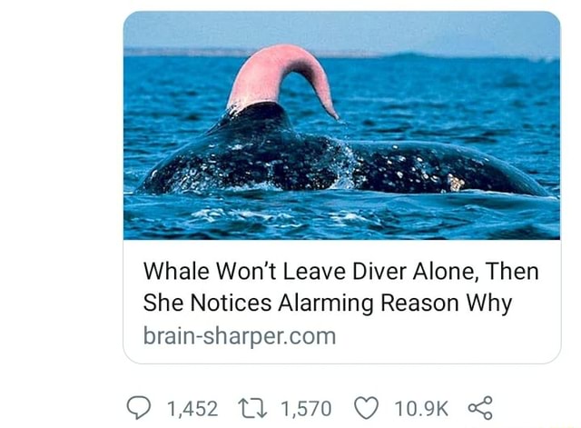 Whale Won T Leave Diver Alone Then She Notices Alarming Reason Why Brain Sharpercom Q