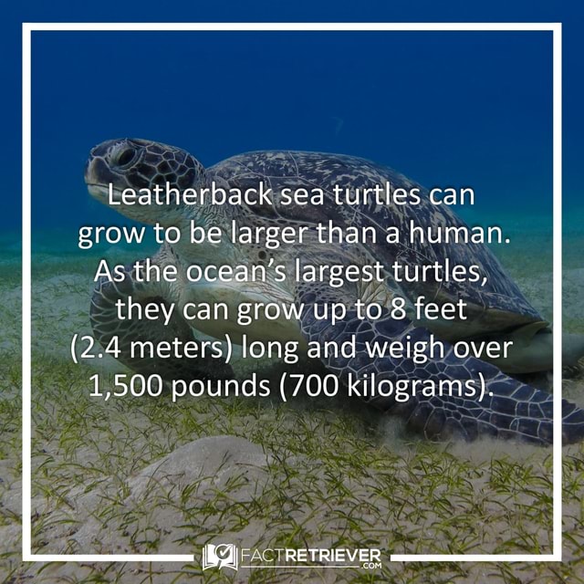 Leatherback sea turtles can grow to be larger than a human. As the ...