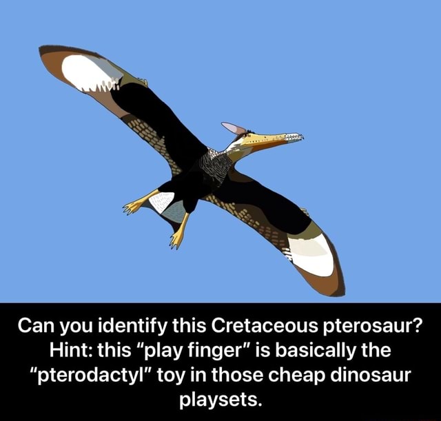 Can you identify this Cretaceous pterosaur? Hint: this 