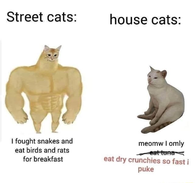 Street cats house cats I fought snakes and meomw I omly eat birds and rats for breakfast eat