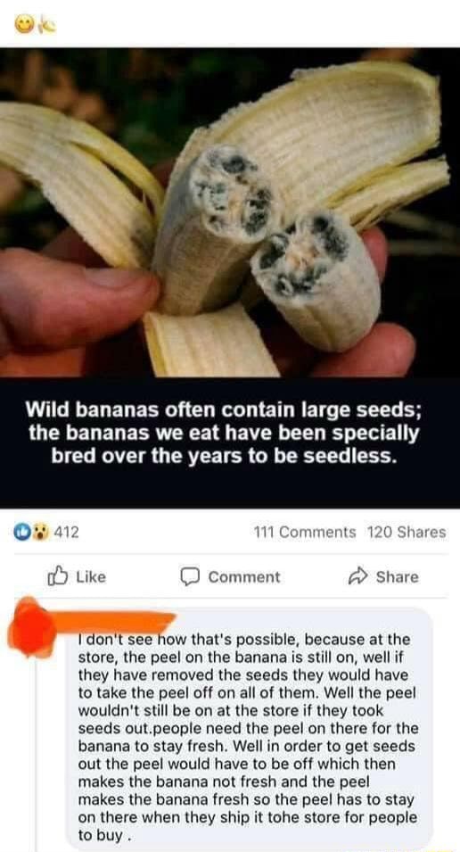 Wild bananas often contain large seeds; the bananas we eat have been ...