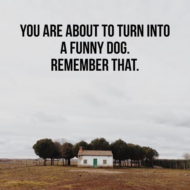 YOU ARE ABOUT TO TURN INTO A FUNNY DOG. REMEMBER THAT. - iFunny