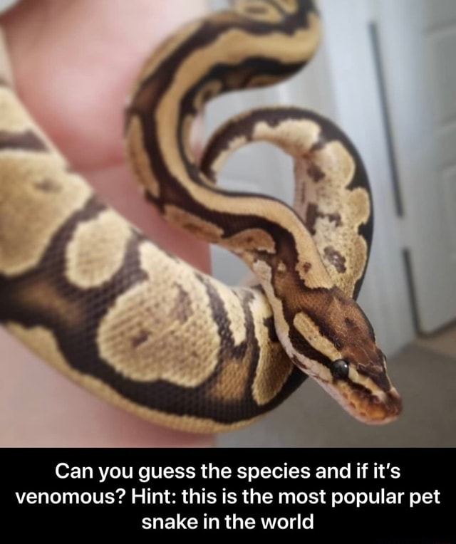 Can you guess the species and if it's venomous? Hint this is the most