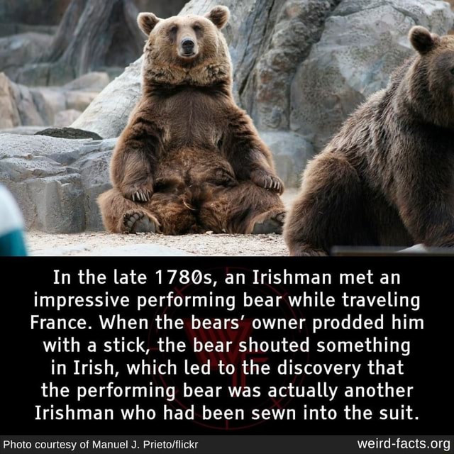 In The Late Qs An Irishman Met An Impressive Performing Bear While