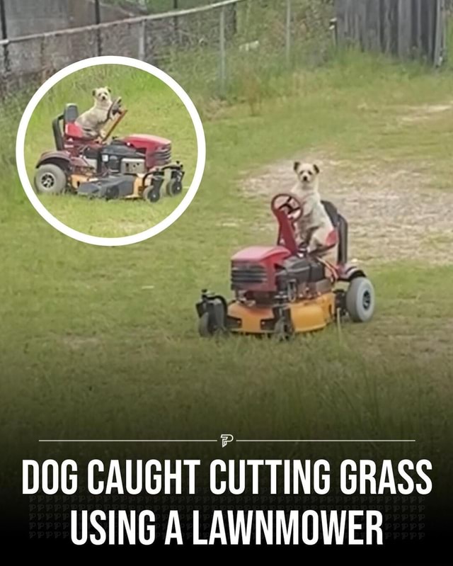 Ever seen a dog driving a lawnmower cutting the grass? No? Well now you