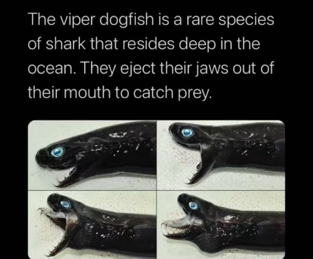 The viper dogfish is a rare species of shark that resides deep in the ...