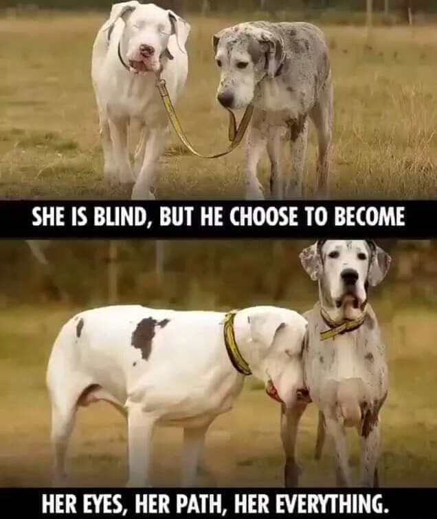 SHE IS BLIND, BUT HE CHOOSE TO BECOME HER EYES, HER PATH, HER