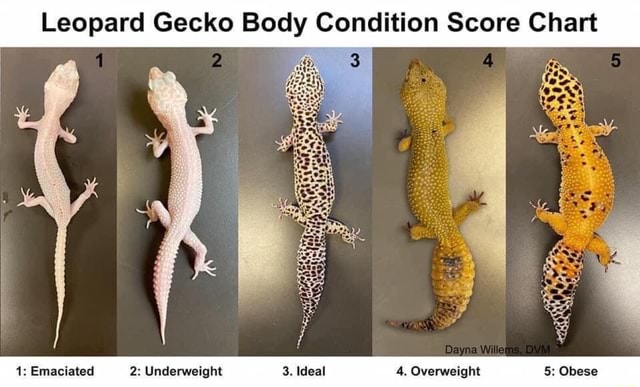 Leopard Gecko Chart