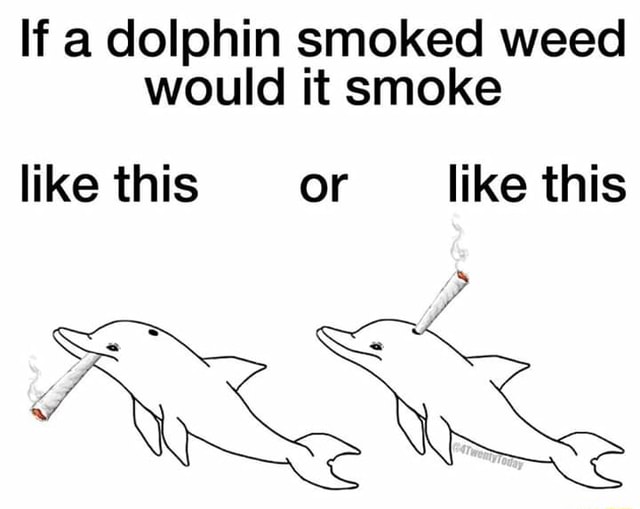 If a dolphin smoked weed would it smoke - iFunny Brazil