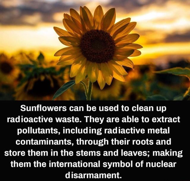 Sunflowers can be used to clean up radioactive waste. They are able to extract pollutants