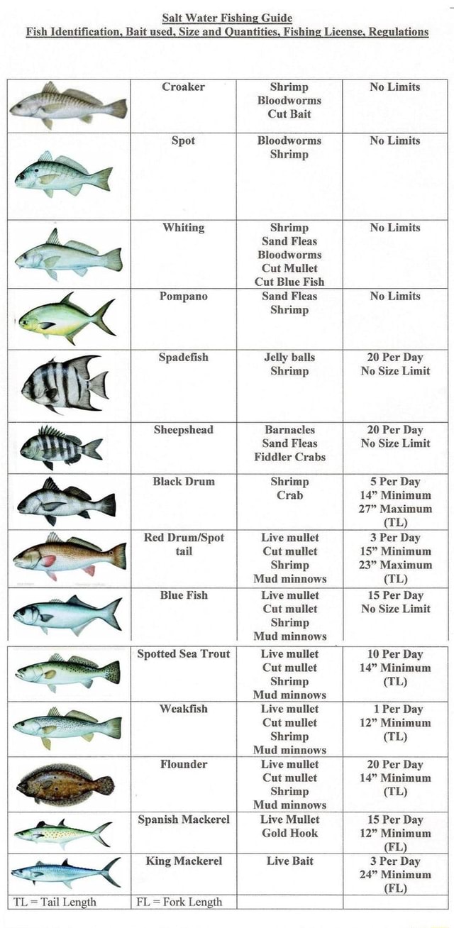 Salt Water Fishing Guide Fish Identification, Bait used, Size and ...