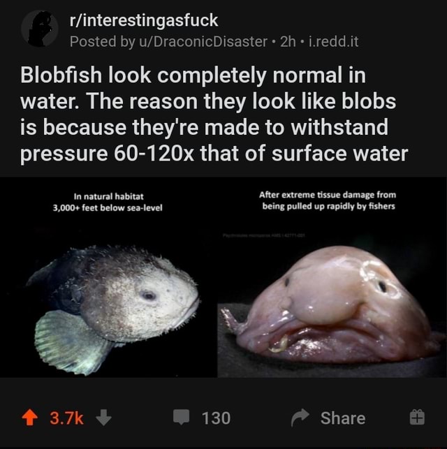 R/interestingasfuck Blobfish look completely normal in water. The ...