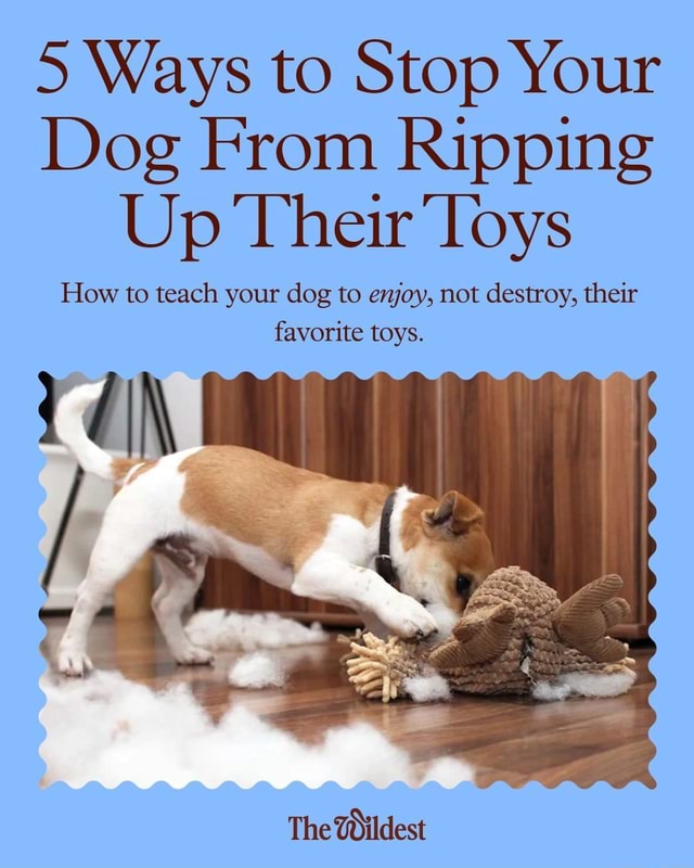5 Ways to Stop Your Dog From Ripping Up Their 'Toys How to teach your