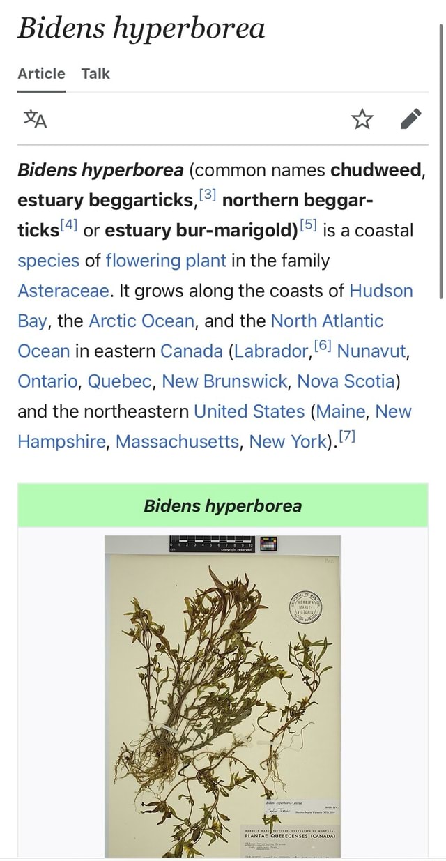 Bidens hyperborea Article Talk Bidens hyperborea (common names chudweed ...