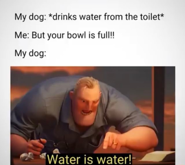 my-dog-drinks-water-from-the-toilet-me-but-your-bowl-is-full-my