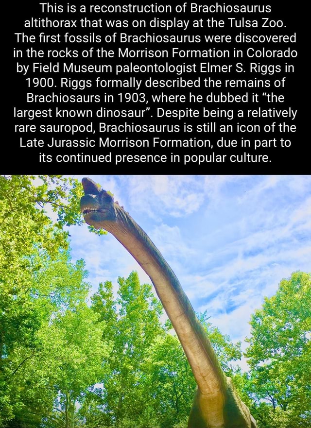 This Is A Reconstruction Of Brachiosaurus Altithorax That Was On ...