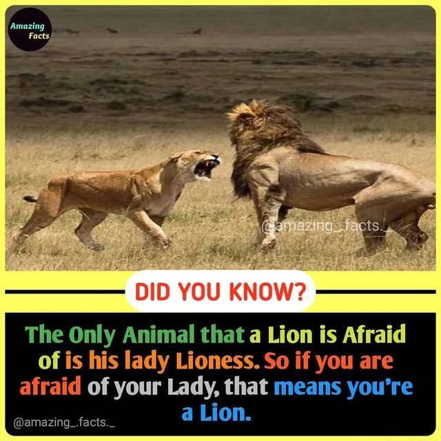 DID YOU KNOW? The Only Animal that a Lion is Afraid of is his lady ...