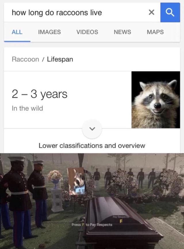 How long do raccoons live X “ Raccoon / Lifespan 2 - 3 years In the