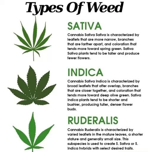 Types Of Weed SATIVA 'Cannabis Sativa Sativa Is Characterized By ...