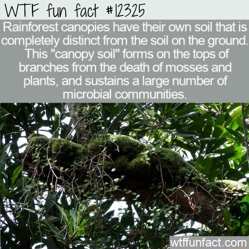 Fun Rainforest canopies have their own soil that is completely distinct