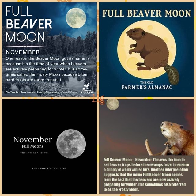 FULL BEAVER MOON NOVEMBER One Reason The Beaver Moon Got Its Name Is ...