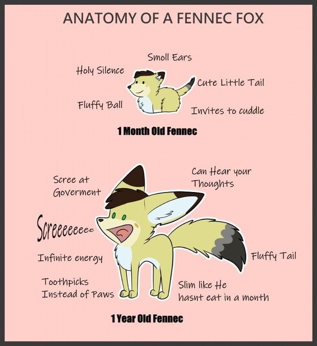 ANATOMY OF A FENNEC FOX Small Ears Holy Silence Cute Little Tail Fluffy ...