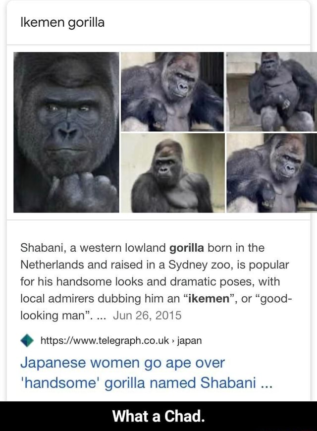Ikemen gorilla Shabani, a western lowland gorilla born in the ...
