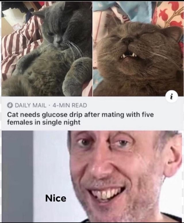 © DAILY MAIL Cat needs glucose drip after mating with five females in