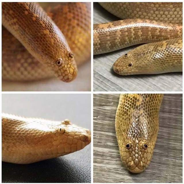 But first, let's showcase the Arabian Sand Boa in all of its derpy ...