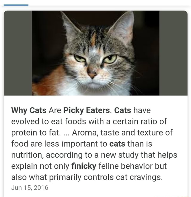 Why Cats Are Picky Eaters. Cats have evolved to eat foods with a