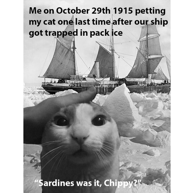 Stay Warm, Mrs. Chippy 💔    @napoleon Gang  - - #meme #memes #history # 