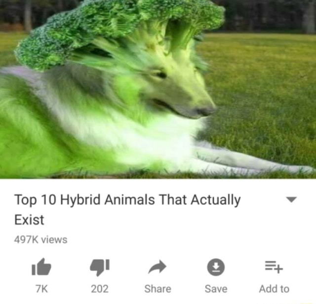 Top 10 Hybrid Animals That Actually Exist 497K views 202, Share Save Add to  
