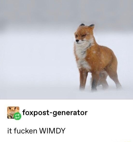 a windswept fox