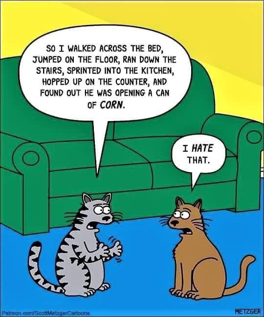 #cartoon #cats #catmemes #funny - SO I WALKED ACROSS THE BED, JUMPED ON ...