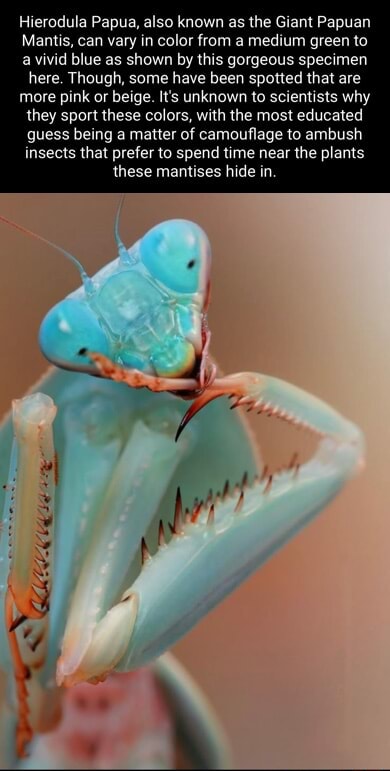 Hierodula Papua, also known as the Giant Papuan Mantis, can vary in ...