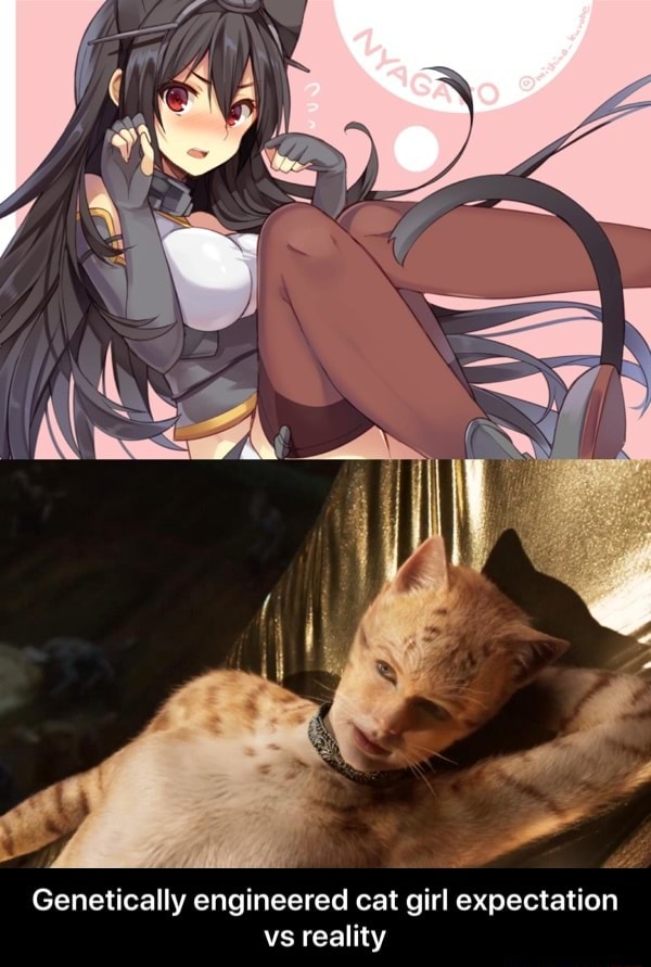 Catgirls: Expectations: - iFunny  Anime memes, Anime funny, Cat girl