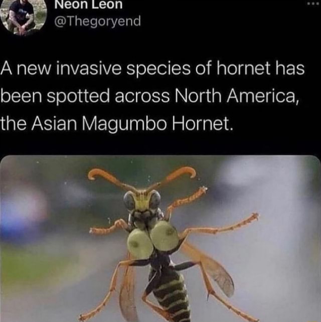 Weon Leon Thegoryend A New Invasive Species Of Hornet Has Been Spotted Across North America 2676